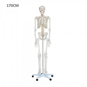 نموذج الهيكل العظمي البشري 170 سم