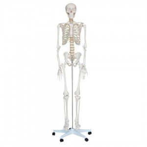 نموذج الهيكل العظمي البشري 120 سم