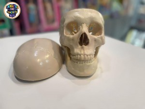 نموذج جمجمة تشريحي بشري