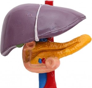 مجسم للكبد ولبنكرياس مع الاثنى عشر