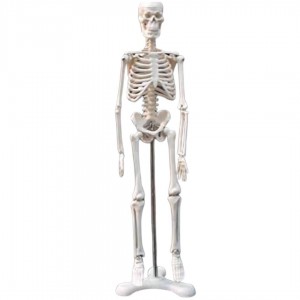 نموذج الهيكل العظمي البشري45 سم