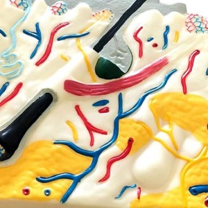 نموذج بيولوجيا تشريح الجلد البشري