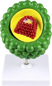 نموذج فيروس نقص المناعة البشرية