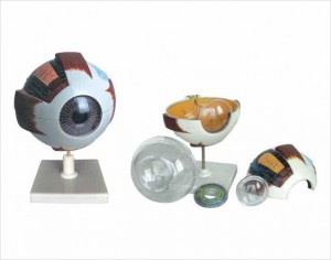 نموذج تشريحي للعين البشرية