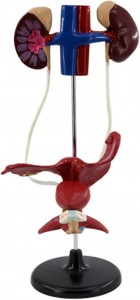 نموذج الجهاز البولي الانثوي التشريحي