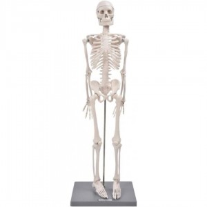 نموذج الهيكل العظمي البشري85 سم