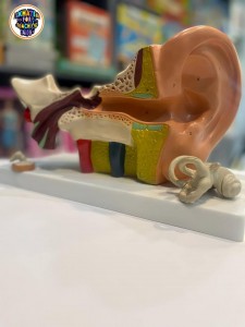 نموذج اذن تشريح بشري